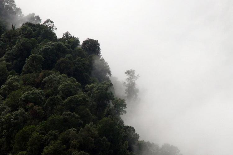 Cloud forest in the Talamanca Range, La Amistad National Park (Costa Rica,Panama)