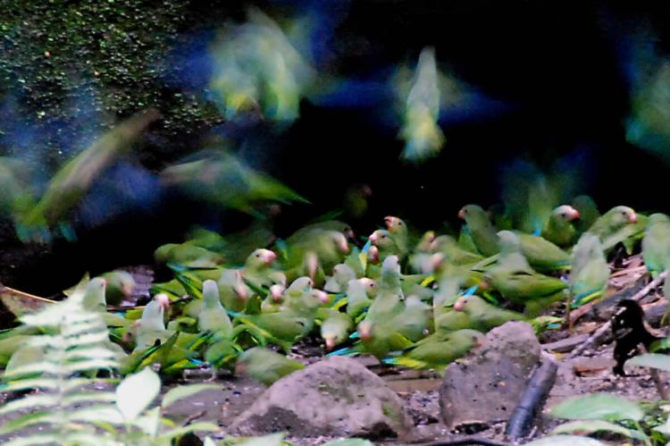 Cobalt-winged Parakeets, Yasuni National Park, Ecuador