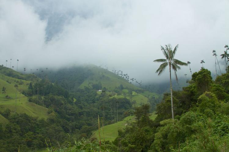Colombia Coffee Triangle - wax palms & the Valle de Cocora