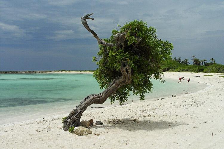Conocarpus erectus mangrove tree, Baby Beach, Aruba