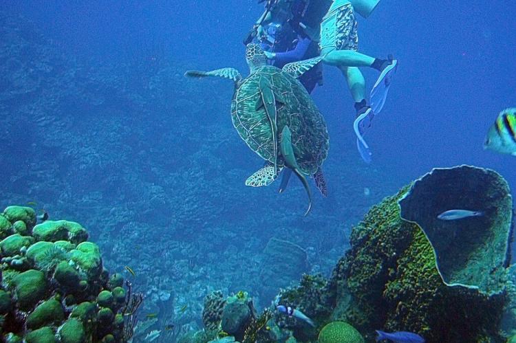 Green sea turtle with remora fish on its back, Belize coral reef
