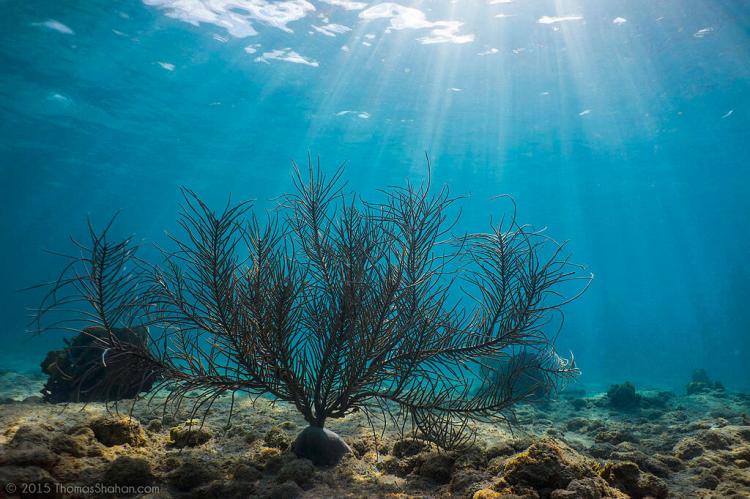 Coral in Culebra, Puerto Rico