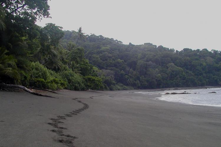 Beach between La Sirena and Carate in Corcovado National Park, Costa Rica