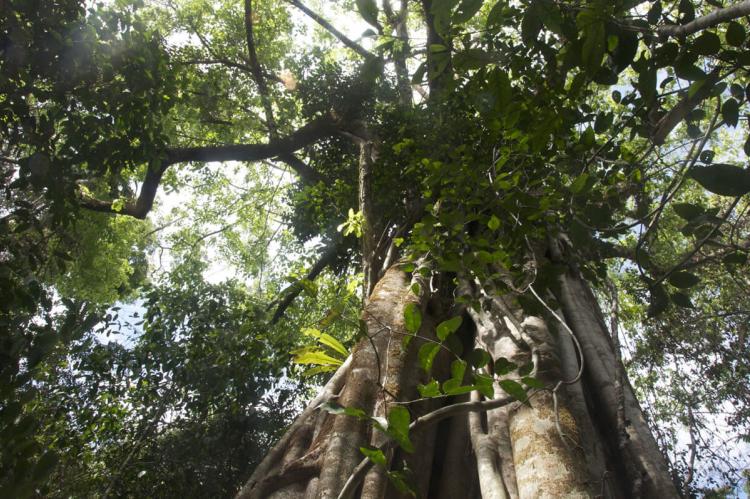 Ficus canopy in Corcovado National Park, Costa Rica