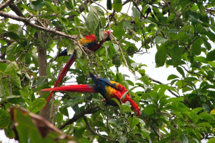 Scarlet Macaws in Corcovado National Park, Costa Rica