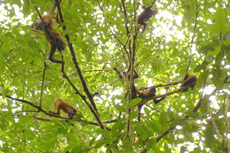 Geoffroy's spider monkeys (Ateles geoffroyi) in Corcovado National Park, Costa Rica