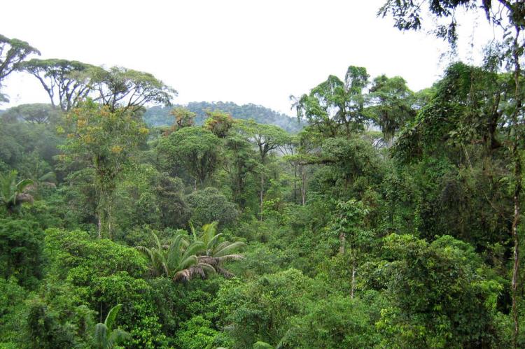 Rainforest canopy, Costa Rica