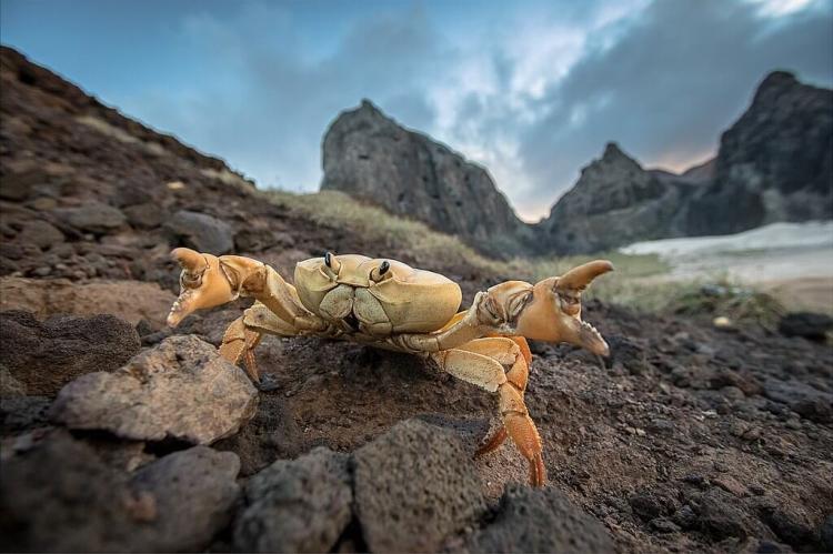 Crab on Ilha de Trindade, Trindade and Martim Vaz Archipelago, Brazil