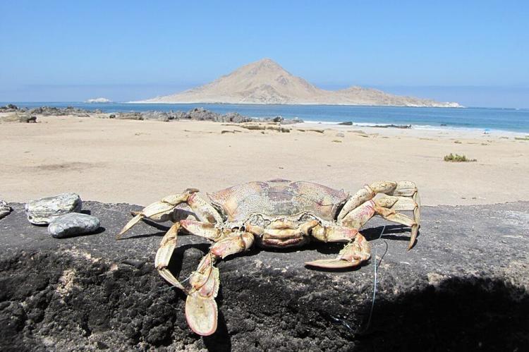 Crab caught at Pan de Azúcar National Park, Chile