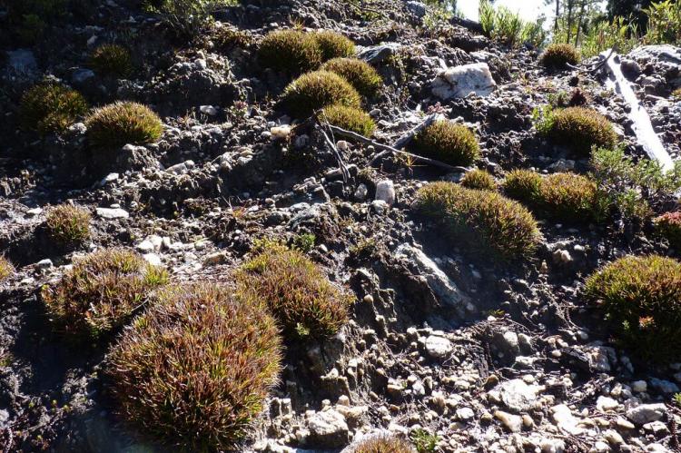 Cushion grass in Alerce Costero National Park, Chile