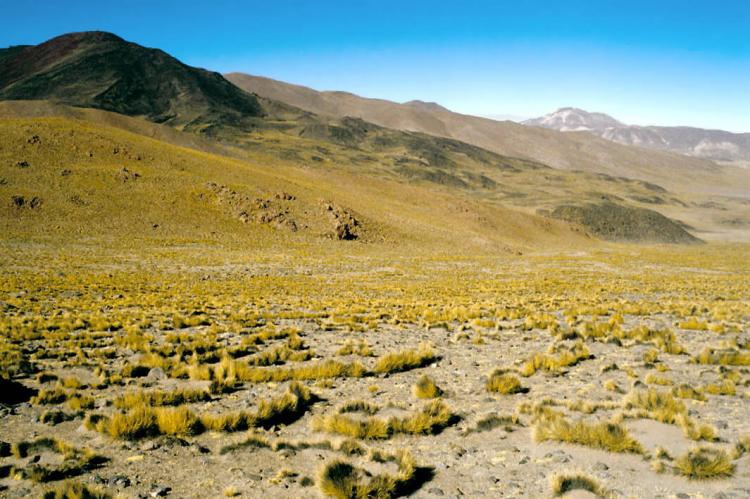 Dry grassland and hills at Los Andes Department, Salta Province, Argentina