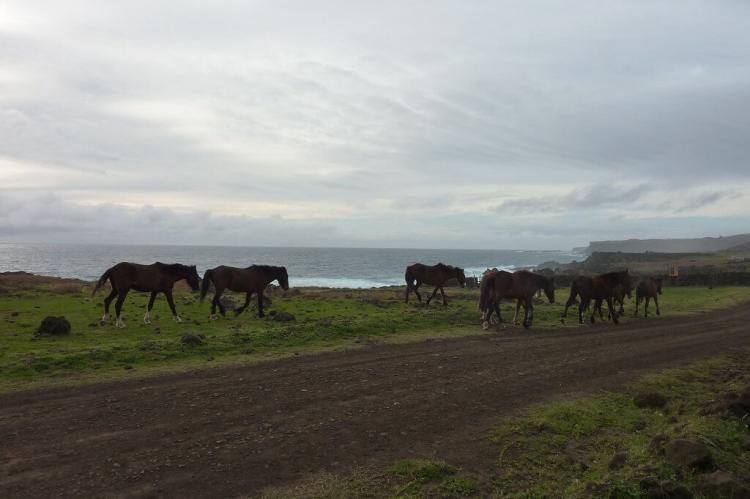 Wild horses along the coast of Easter Island