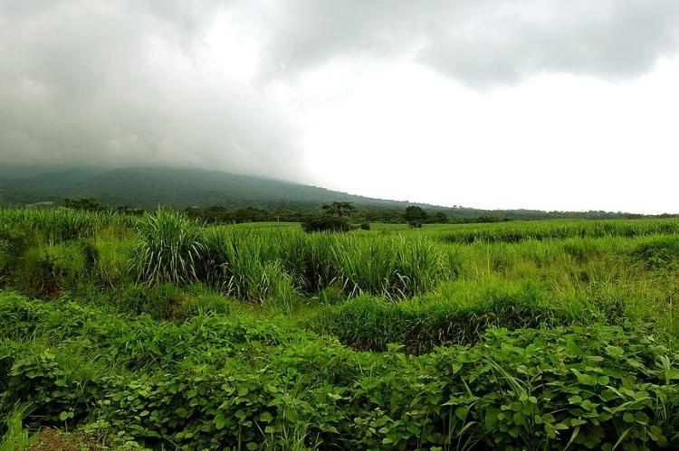El Salvador sugar cane fields