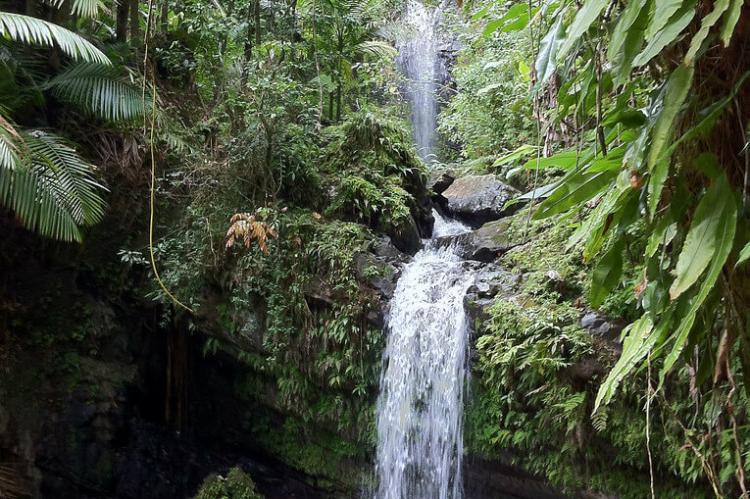 El Yunque Rainforest - Deep Forest Falls, Puerto Rico