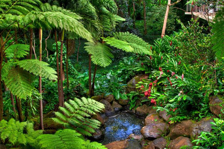 Lush foliage and blooms, El Yunque National Rainforest, Puerto Rico 