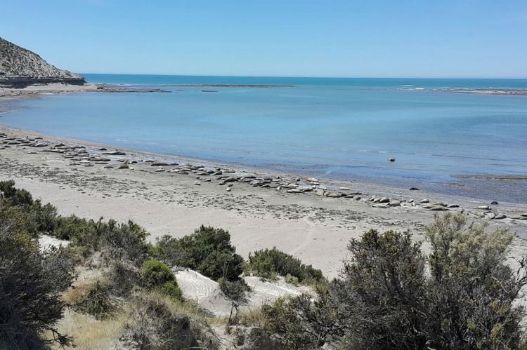 Elephant Seal Beach, Península Valdés, Argentina