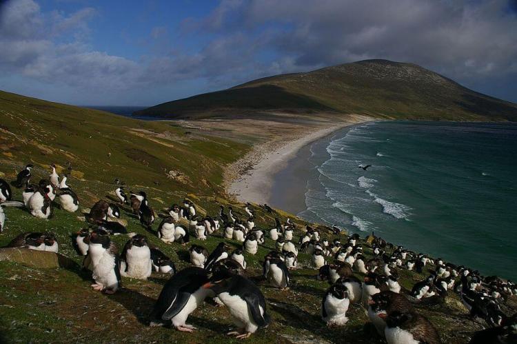 (Southern) Rockhopper Penguins (Eudyptes chrysocome), The Neck, Saunders Island, Falkland Islands