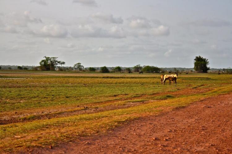 Santo Elias Farm, Marajó Island, Pará, Brazil