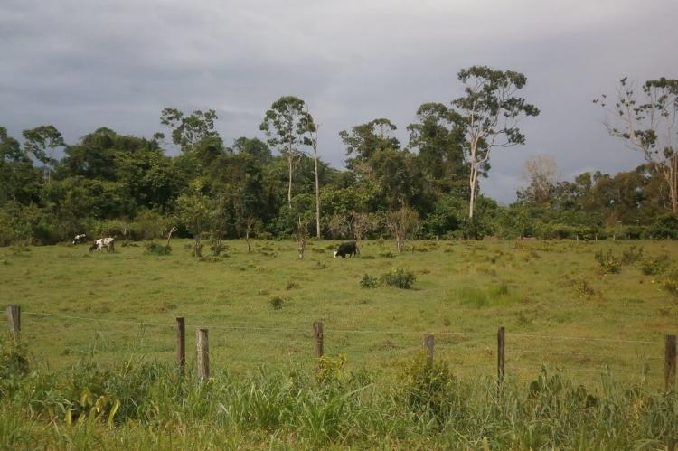 Farmland landscape, Suriname