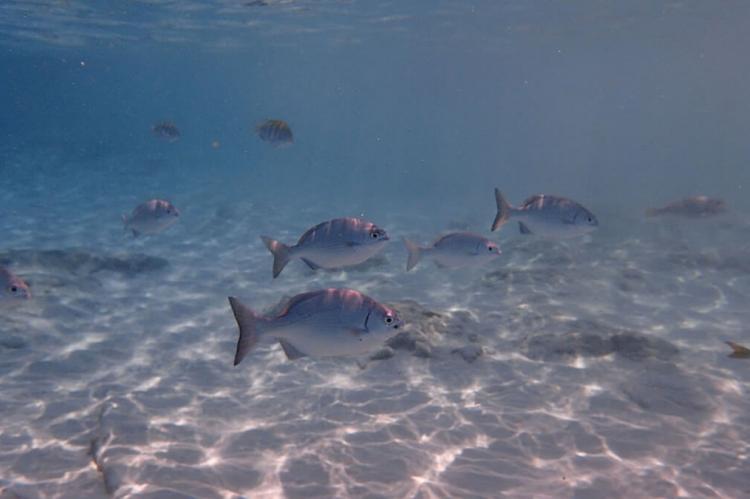 Fish underwater off Cozumel, Mexico
