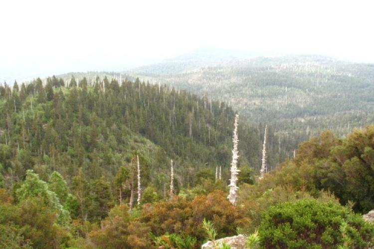 View of Fitzroya cupressoides forests in the Cordillera Pelada, Chile