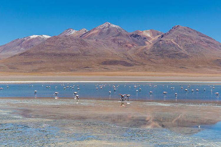 Andean flamingos (Phoenicoparrus andinus) in the Cañapa lake, Bolivia