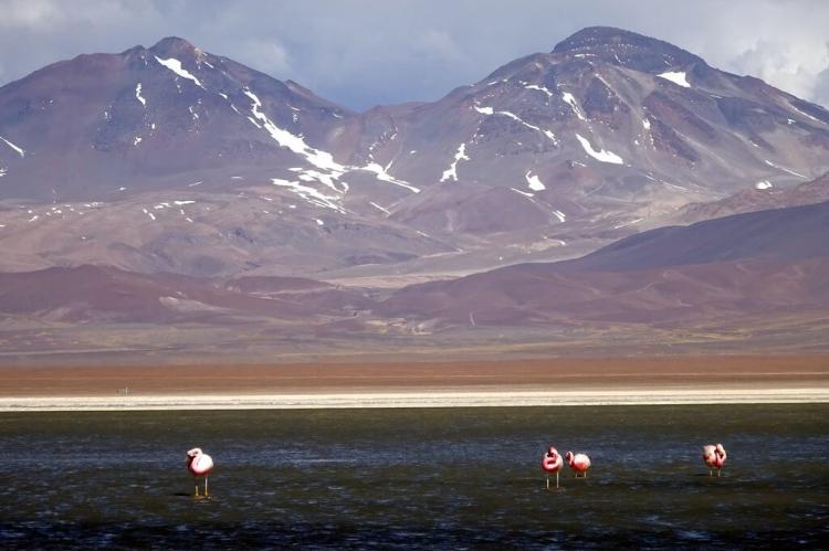 Flamingos in the Puna de Atacama