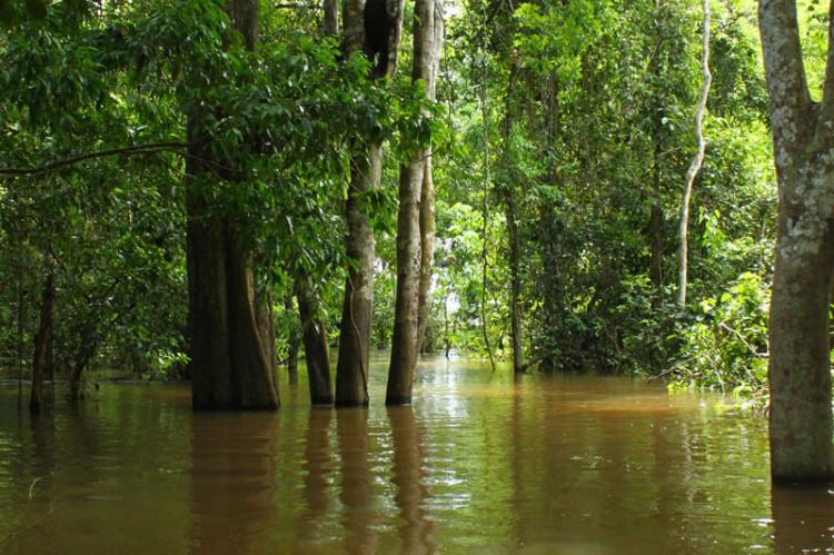 Flooded forest, Jaú National Park (Brazil)