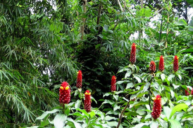 Flowering red ginger, Grand Etang National Park, Grenada