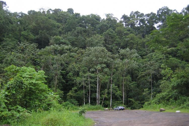 Forest near San Ramón, Costa Rica