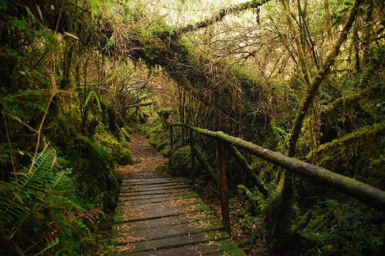 Forest trail in Queulat National Park, Chile.