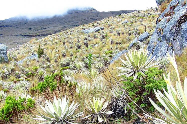 Vegetaion in the Sumapaz Páramo, Colombia