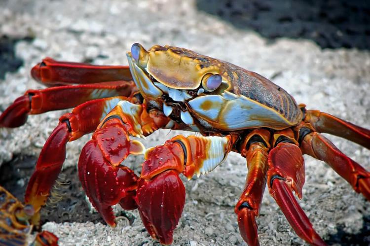 Galápagos crab