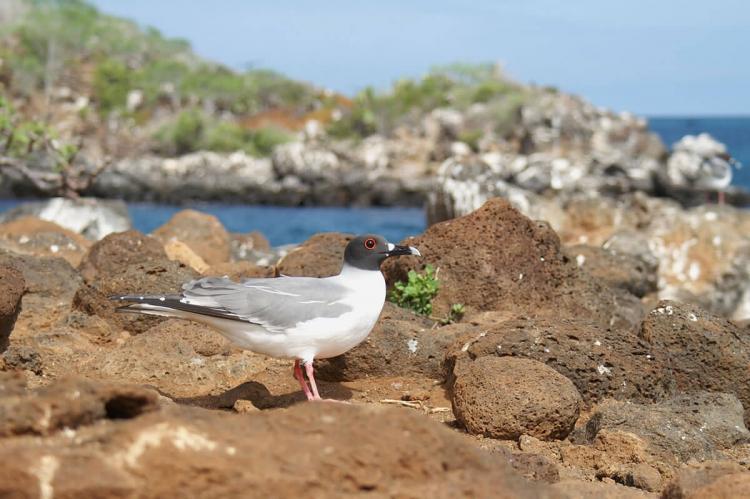 Galápagos swallow-tailed gull