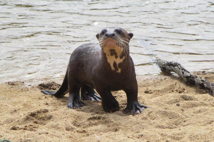 Giant river otter by the Rupununi River in southwestern Guyana