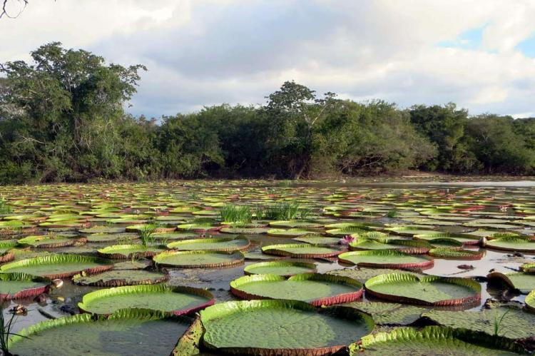 Giant Water Lily (Victoria amazonica) in the backwaters of southwestern Guyana