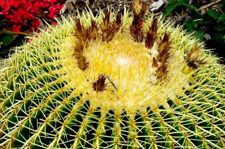 Golden Barrel Cactus, from the Sonoran, Mojave and Chihuahuan deserts
