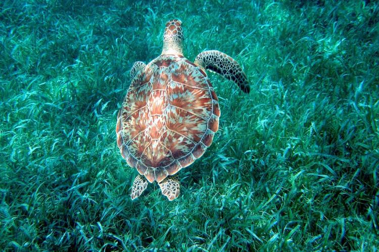 Chelonia mydas, Green Sea Turtle, Hol Chan Marine Reserve off Ambergris Caye, Belize