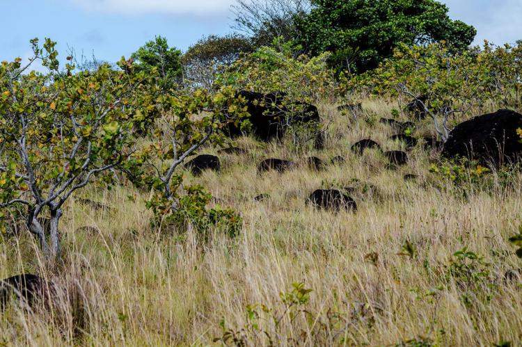 Tropical dry broadleaf forest habitat in Santa Rosa National Park, Costa Rica