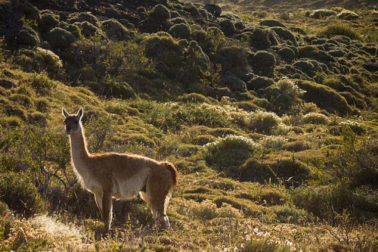 Guanaco in the Patagonian Steppe, Chile
