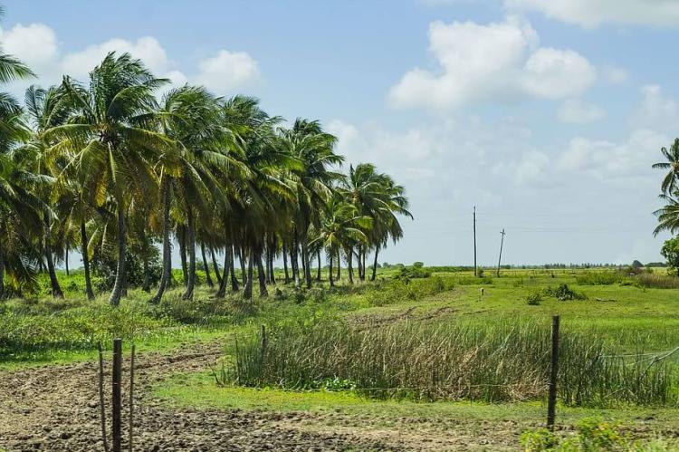 Guyana palm trees landscape