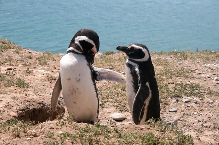 Magellan Penguins, Península Valdés, Patagonia, Argentina