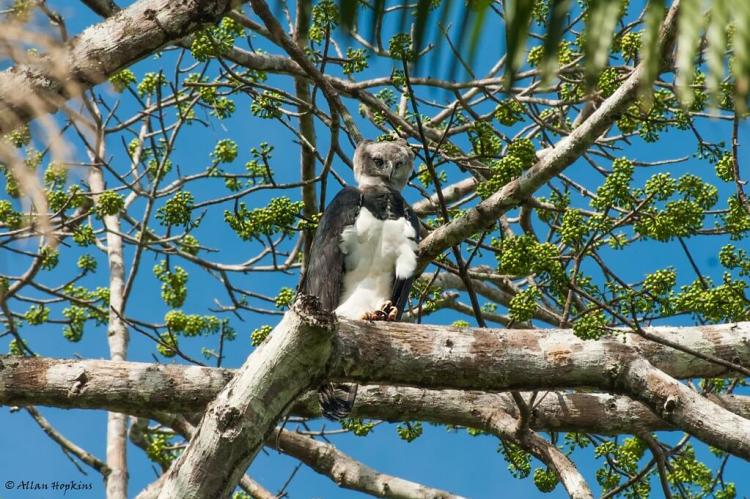 Harpy Eagle (Harpia harpyja), adult, Kanuku Mountains, Rupununi, Guyana