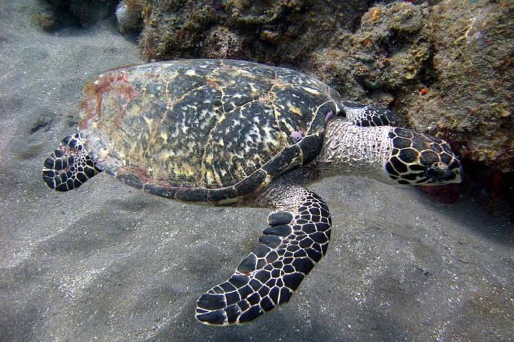 Hawksbill Turtle off the coast of Saba