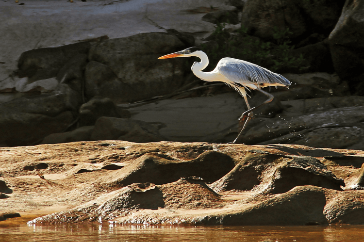 Heron on the Araguaia River, Brazil