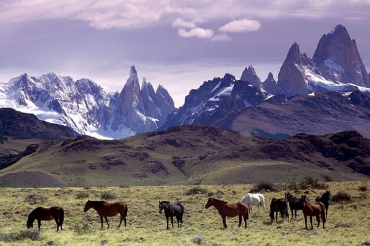 Horses graze in a pasture at the foot of Fitz Roy mountain in Patagonia