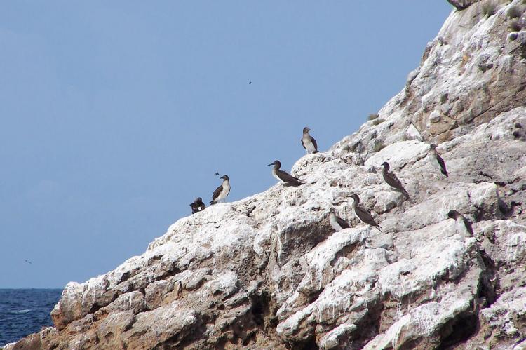 Seabirds on the protected Marieta Islands, Mexico