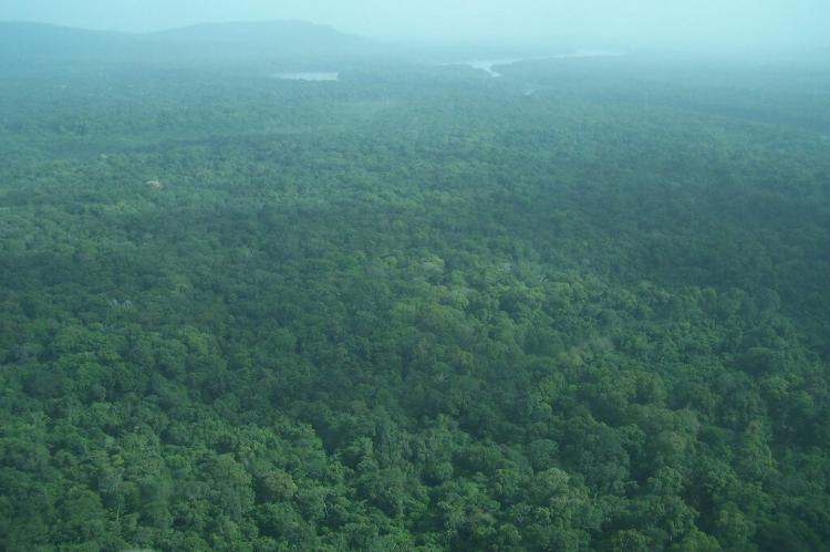 Aerial view of the Iwokrama Rainforest, Guyana