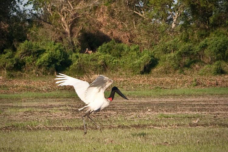 Jabirú stork in the Laguna Oca y Herraduras del Río Paraguay Biosphere Reserve, Argentina