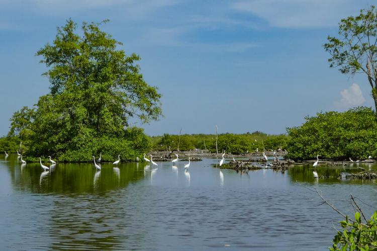 Great egrets, scarlet ibises and blue herons, Jamaer Canal, Suriname